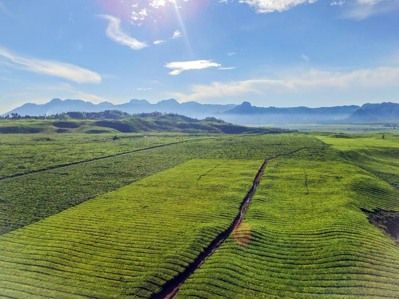 Perkebunan Teh Kayu Aro Perkebunan Teh Kayu Aro